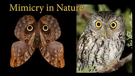 Mimicry:  A Journey Through Nature and Identity?